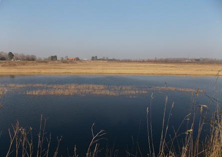 Les étangs et les roseaux à Ploegstreet - The ponds and reeds in Ploegstreet - Photo Alizée Jaspers